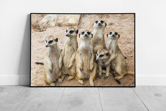 Family Of Meerkats Huddled Together Wildlife Photography Wall Art Print on Paper Framed Picture print