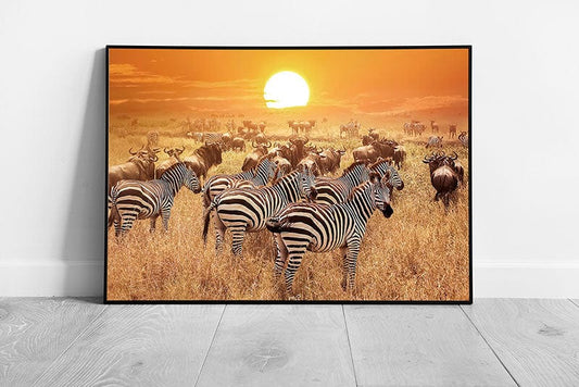 Zebra And Buffalo In The Sunset Over The Serengeti National Park Tanzania Africa Wall Art Print on Paper Framed Picture print