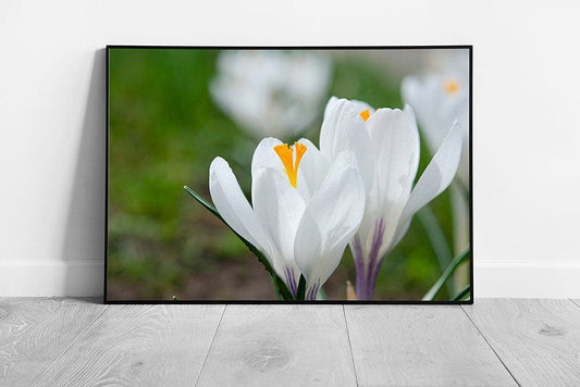 White Spring Blooming Crocus Flowers Macro View Wall Art Print on Paper Framed Picture print