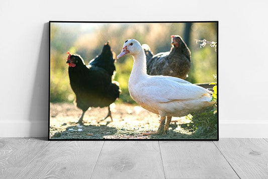 Ducks And Chickens On Rural Free Range Farmland Wall Art Print on Paper Framed Picture print