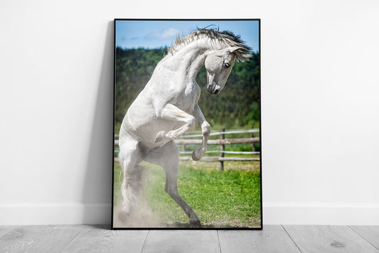 Stunning White Spanish Stallion Jumping In Paddock Wall Art Print on Paper Framed Picture print