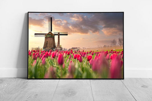 Beautiful Field Of Pink Tulips Surrounding Windmill Near Lisse Netherlands Wall Art Print on Paper Framed Picture print