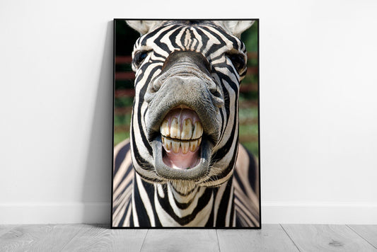 Zebra Pulling A Funny Smiling Face Showing Teeth Wild Animal Photography Wall Art Print on Paper Framed Picture print