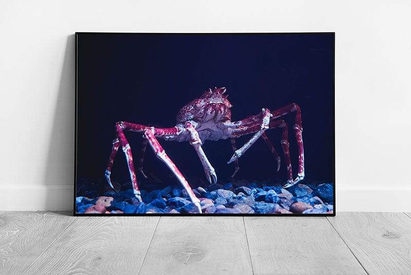 Japanese Spider Crab Exploring The Ocean Floor Sea Life Underwater Photography Wall Art Print on Paper Framed Picture print