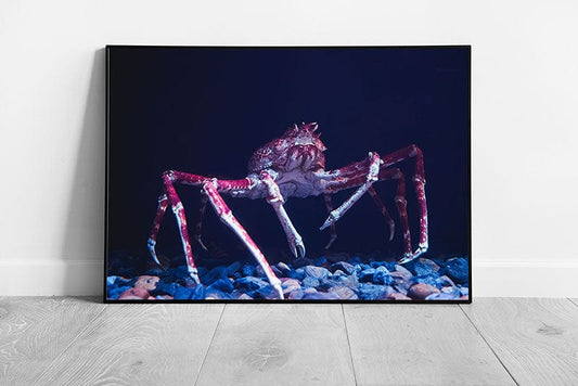 Japanese Spider Crab Exploring The Ocean Floor Sea Life Underwater Photography Wall Art Print on Paper Framed Picture print