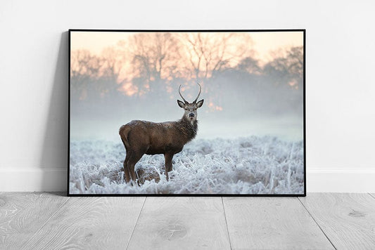 Young Red Deer Stag Buck Standing In Frosted Grass Forest On A Cold Winters Morning Wall Art Print on Paper Framed Picture print