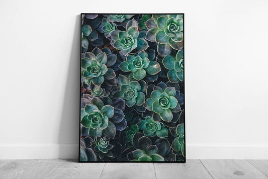 Print on Paper Group of Echeveria Succulent Plants Ready to Hang Wall Art Print Framed Picture print