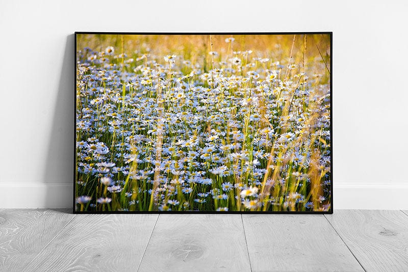 Print on Paper Wild Daisy Flowers Wall Art Print Framed Picture print