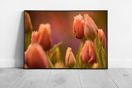 Print on Paper Peach Tulips Flower Floral Wall Art Print Framed Picture print