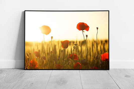 Print on Paper Summer Poppy Wall Art Ready To Hang Print Framed Picture print