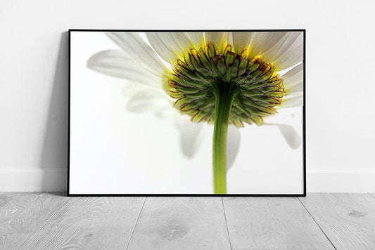 Print on Paper Large Daisy Flower Wall Art Ready To Hang Print Framed Picture print