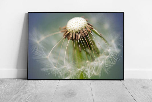 Print on Paper Dandelion wall art Ready to Hang Print Framed Picture print