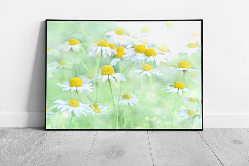 Wild Daisy flower art Ready to Hang Print Framed Picture print