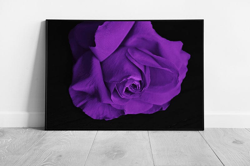 Purple Rose flowers floral art Ready to Hang Wall Art Print Framed Picture print